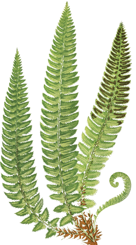 collection of ferns