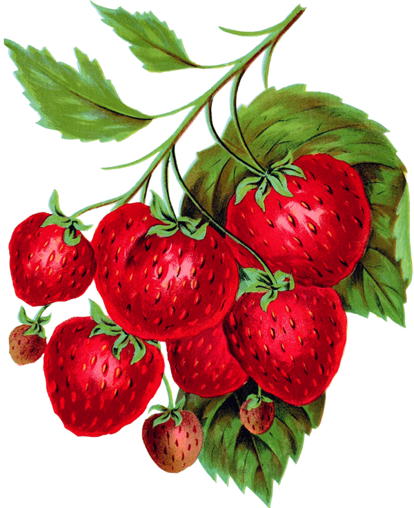 bunch of strawberries